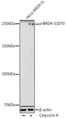 Western Blot: BRD4 [p Ser1070] Antibody [NBP3-16937] - Western blot analysis of extracts of HeLa cells, using BRD4 antibody (NBP3-16937) at 1:1000 dilution.HeLa cells were treated by Calyculin A (100 nM) at 37C for 30 minutes after serum-starvation overnight. Secondary antibody: HRP Goat Anti-Rabbit IgG (H+L) at 1:10000 dilution. Lysates/proteins: 25ug per lane. Blocking buffer: 3% nonfat dry milk in TBST. Detection: ECL Enhanced Kit. Exposure time: 180s.